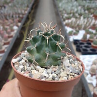 Echinocereus fendleri v. kuenzleri
