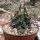 Echinocereus fendleri v. kuenzleri