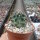 Echinocereus fendleri v. kuenzleri