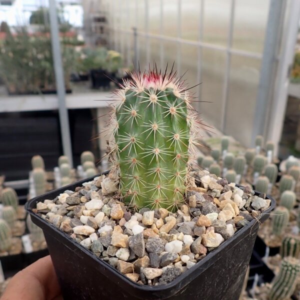 Echinocereus Hybride Tomas (dw)