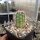 Echinocereus Hybride Tomas (dw)