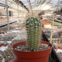 Echinocereus ferreirianus SB