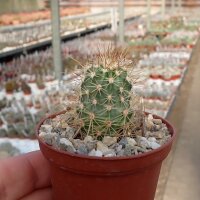 Echinocereus ferreirianus SB
