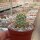 Echinocereus ferreirianus SB