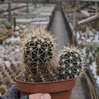 Echinocereus ferreirianus SB 1658