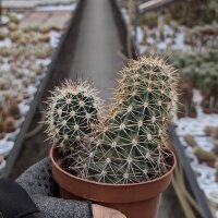Echinocereus ferreirianus SB 1658