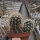 Echinocereus ferreirianus SB 1658