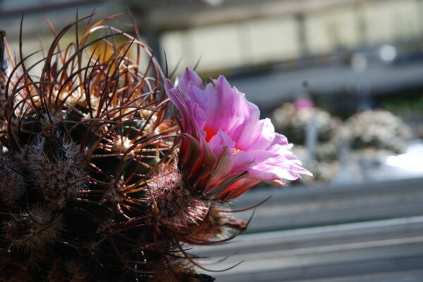 Echinocereus ferreirianus v. lindsayi CITES, not outside EU