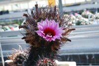 Echinocereus ferreirianus v. lindsayi CITES, not outside EU