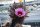 Echinocereus ferreirianus v. lindsayi CITES, not outside EU