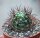 Echinocereus ferreirianus v. lindsayi CITES, not outside EU