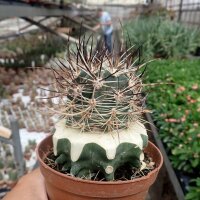 Echinocereus ferreirianus v. lindsayi gepfr. CITES, not outside EU