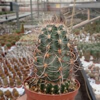Echinocereus ferreirianus v. lindsayi gepfr. CITES, not outside EU