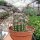 Echinocereus ferreirianus v. lindsayi gepfr. CITES, not outside EU