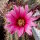 Echinocereus ferreirianus v. lindsayi gepfr. CITES, not outside EU
