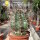 Echinocereus ferreirianus v. lindsayi gepfr. CITES, not outside EU