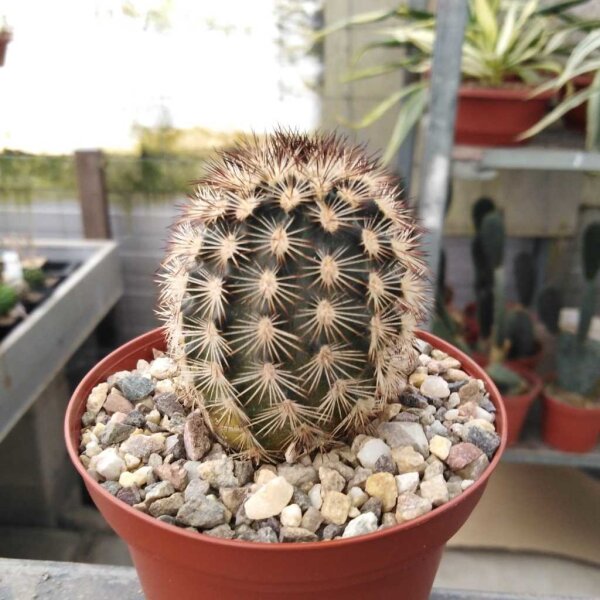 Echinocereus fitchii SB 853