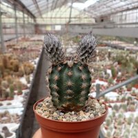 Echinocereus fitchii SB 853