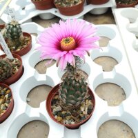 Echinocereus fitchii SB 853