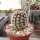 Echinocereus fitchii SB 853