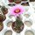 Echinocereus fitchii SB 853