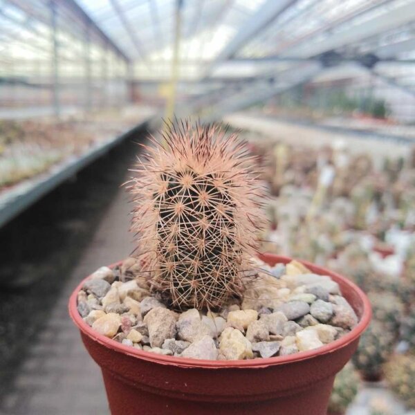 Echinocereus fitchii SB 861