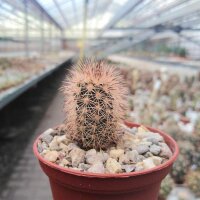 Echinocereus fitchii SB 861