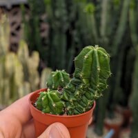 Echinocereus gentryi