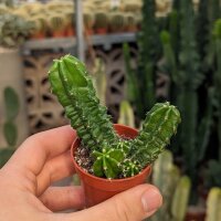 Echinocereus gentryi