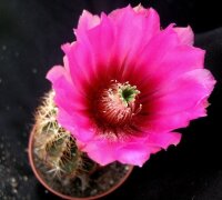 Echinocereus kuenzlerioides HK 1914