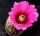 Echinocereus kuenzlerioides HK 1914