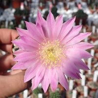 Echinocereus laui Sonora, Chihuahua, Mexiko