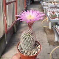 Echinocereus laui Sonora, Chihuahua, Mexiko