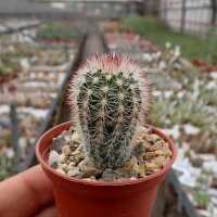 Echinocereus laui Sonora, Chihuahua, Mexiko