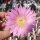 Echinocereus laui Sonora, Chihuahua, Mexiko