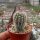 Echinocereus laui Sonora, Chihuahua, Mexiko