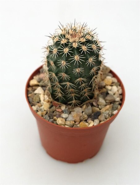 Echinocereus x lloydii