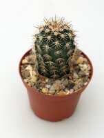 Echinocereus x lloydii