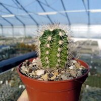Echinocereus x lloydii