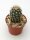 Echinocereus x lloydii