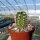 Echinocereus x lloydii