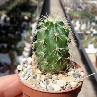 Echinocereus x lloydii SB 731