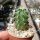 Echinocereus x lloydii SB 731