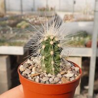 Echinocereus longisetus