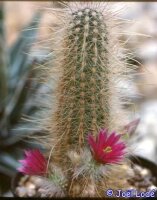 Echinocereus longisetus SB 1707