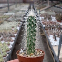 Echinocereus longisetus SB 1707
