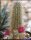 Echinocereus longisetus SB 1707