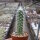 Echinocereus longisetus SB 1707