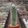 Echinocereus longisetus SB 1707