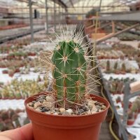 Echinocereus maritimus HNT 99.92